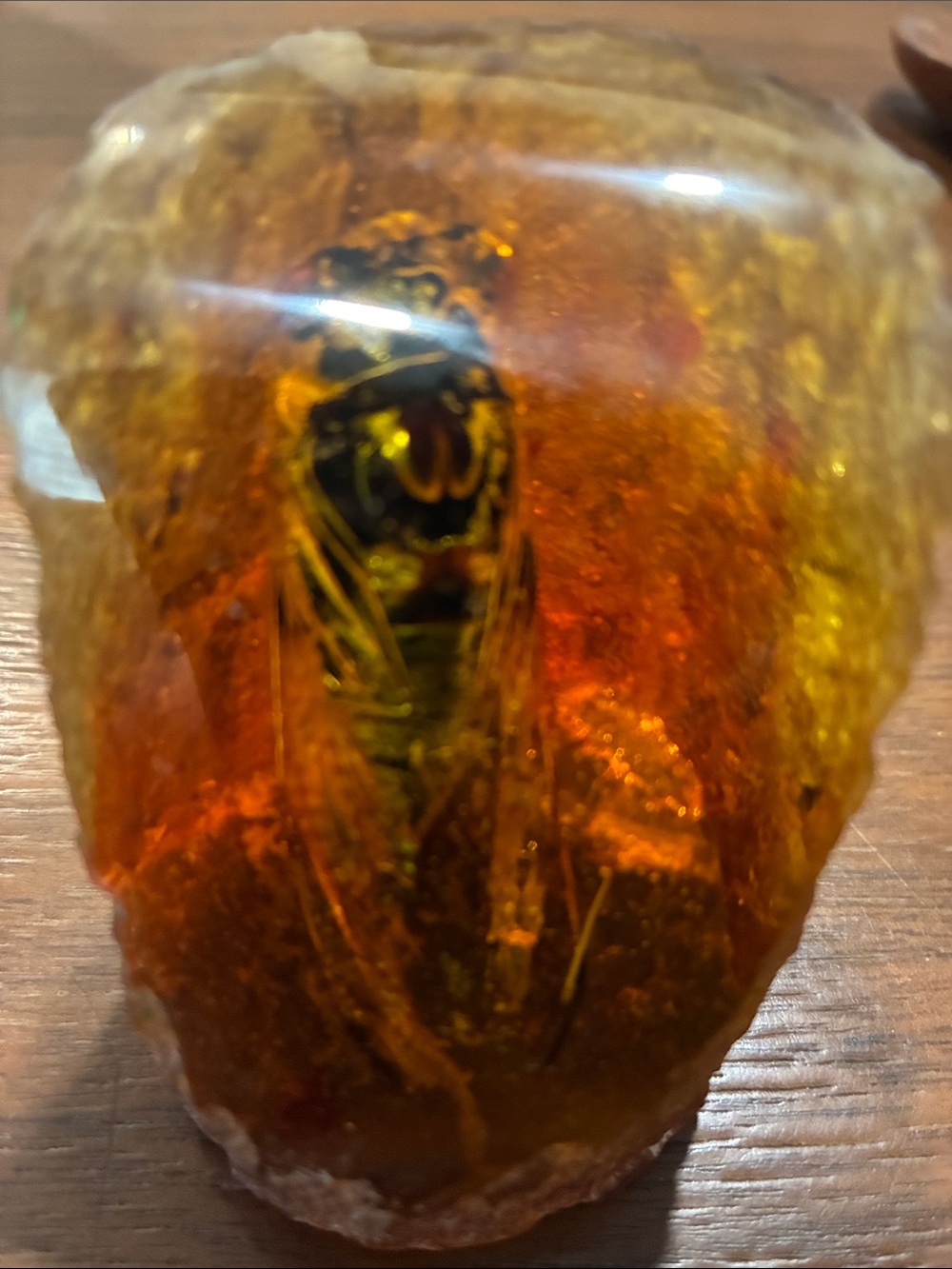 Insect Specimen Bugs in Resin Collection Amber Resin Bug Cicada